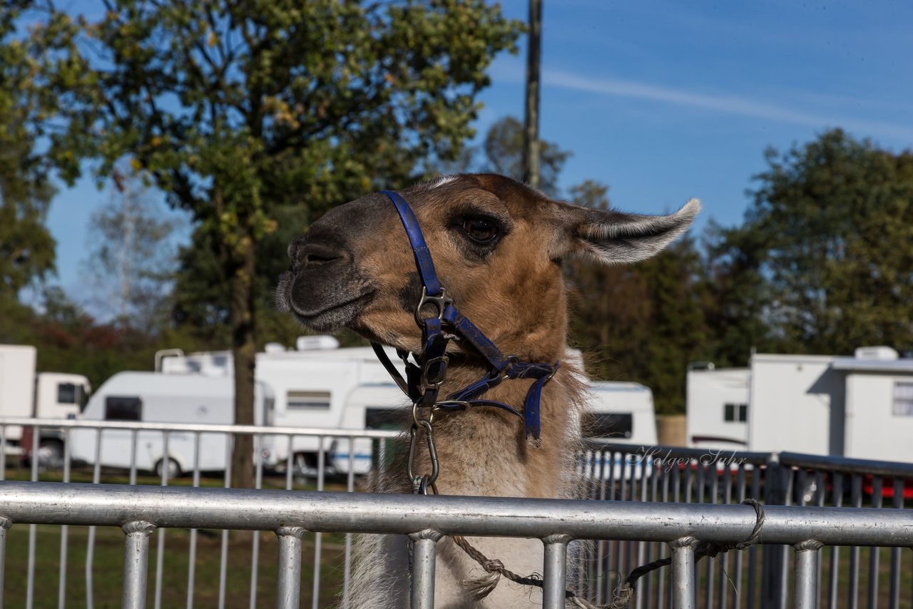 Bild 3 - Circus Europa